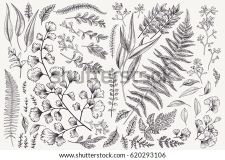 Set with leaves. Botanical illustration. Fern, eucalyptus, boxwood. Vintage floral background. Vector design elements. Isolated. Black and white. Royalty-Free Stock Photo #620293106