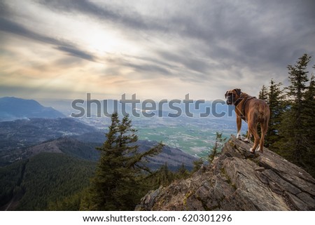 Big Boxer Dog standing on a rocky peak. Picture taken on Elk Mountain, Chilliwack, British Columbia, Canada, during a cloudy spring sunset.