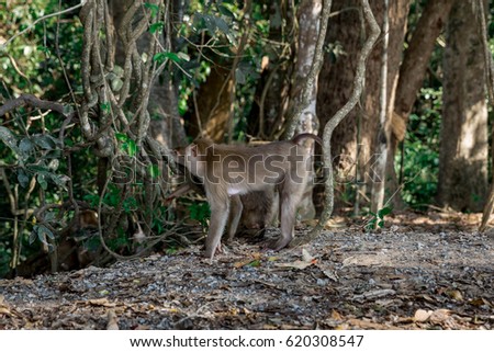 Pig-tailed Macaque monkey lives in the mountains of Khao Yai National park. Thailand. monkeys