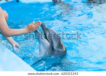 Dolphin in the pool, show with dolphins