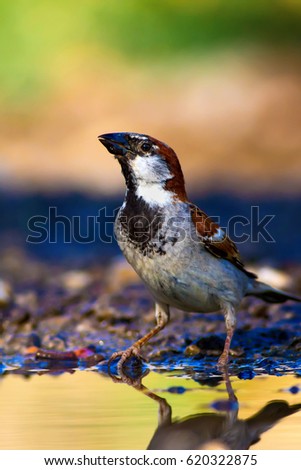 Cute bird drinking water. Nature background. Eurasian Tree Sparrow. Passer montanus.