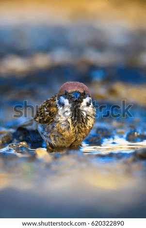 Cute bird drinking water. Nature background.
Eurasian Tree Sparrow / Passer montanus
