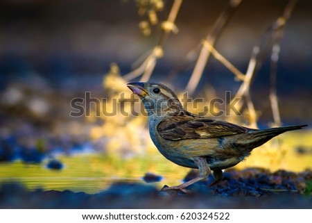 Cute bird drinking water. Nature background.
House Sparrow / Passer domesticus