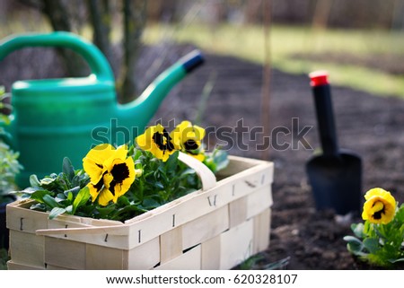 planting spring flowers in garden, yellow pansies in crate ready to plant into a bed , gardening in spring season