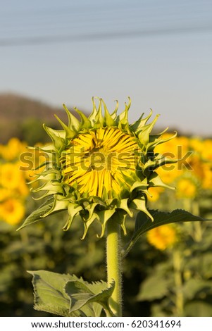Bud sunflowers in the field with the bright summer sun, Phichit, Thailand.