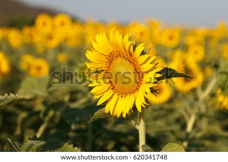sunflowers are Beautiful in garden  with blur background, Sunflower in the field with the bright summer sun, Phichit, Thailand.