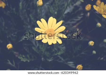 yellow euryops pectinatus flower, spring background
