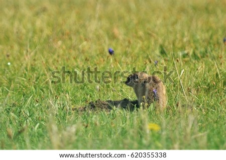 European Ground Squirrel