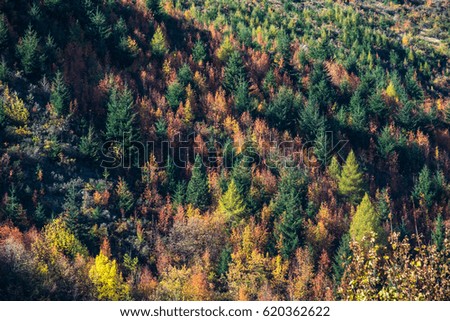 Colorful trees on hill,Newzealand