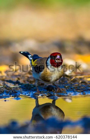 Cute bird Goldfinch. Nature background.
European Goldfinch / Carduelis carduelis
