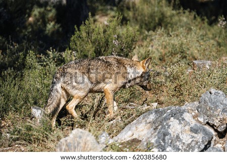 Iberian wolf. Canis lupus signatus.
