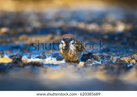 Cute bird drinking water. Nature background.
Eurasian Tree Sparrow / Passer montanus