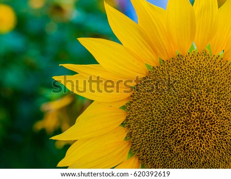 scenic wallpaper with a close-up of sunflower against green background with flowers. Close up of sunflower, selective focus on blurred background