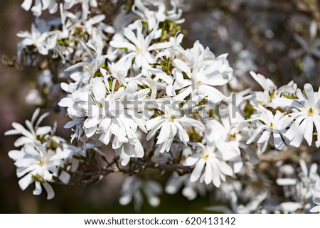 Blooming star magnolia tree in spring