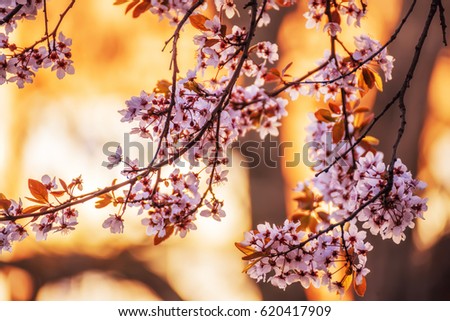 Branches of a blossoming cherry tree at sunset. Warm sunny photo with a yellow sunny background.
