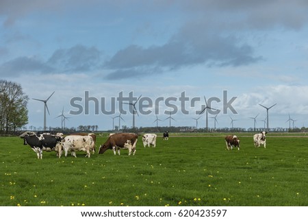 Dutch landscape brown black and white cows in the meadow with huge large windmills on the background, Noordoospolder Urk Flevoland Netherlands  April 2017