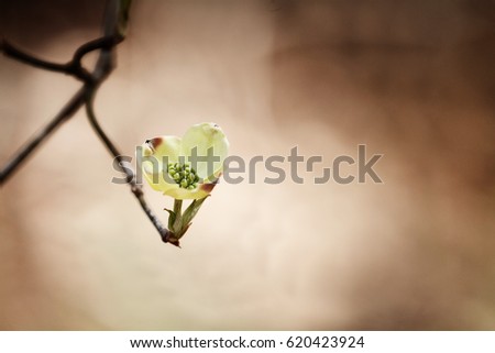 Flowering dogwood blossom against a natural brown background. Extreme shallow depth of field with selective focus on center of flower.