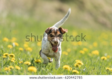 Dog runs over  a meadow with dandelion - jack russell 10 years old