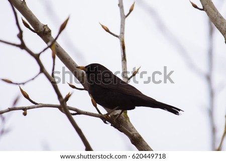 Starling bird on tree branch.