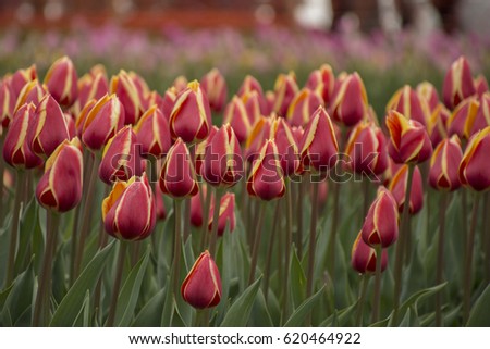 Flower background. Beautiful bouquet of tulips. Istanbul spring gardens. Istanbul tulip festival (turkish: Istanbul Lale Festivali)
