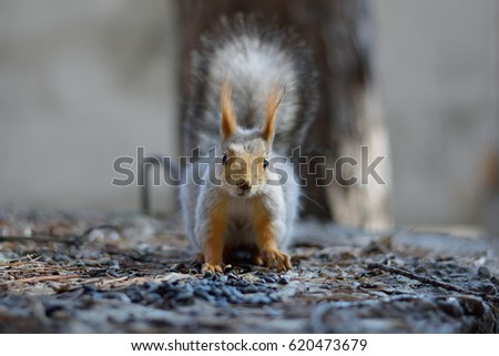 Portrait of a fox squirrel (Sciurus niger) sitting on a branch isolated on green. Holds the front leg with a nut on the chest. Urban wildlife. The largest species of tree squirrels in North America. D