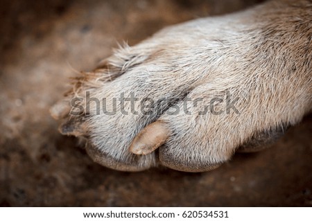 Close-up picture of dog paw claw