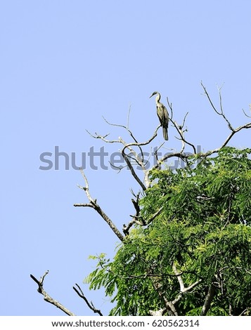 Snake Bird - Anhinga melanogaster - sitting on  the tree tops