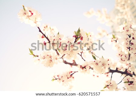 Flowering spring trees. Beautiful gardens. Mother's Day, March 8, Easter, International Womens Day, Birthday, Valentines Day