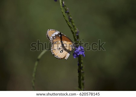 Tiger butterfly with purple flower.