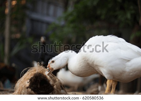 White muscovy duck