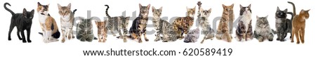 group of cats on a white background Royalty-Free Stock Photo #620589419
