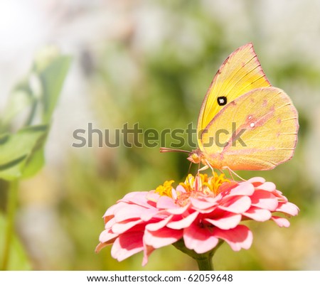 Beautiful Southern Dogface butterfly, Colias cesonia, feeding on a pink Zinnia flower Royalty-Free Stock Photo #62059648