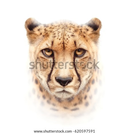 cheetah face isolated on white background