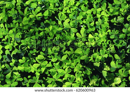 Green clover field