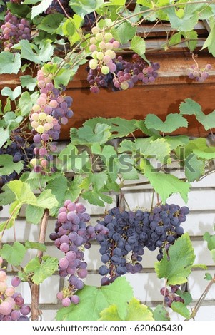 Grapes growing in the garden
