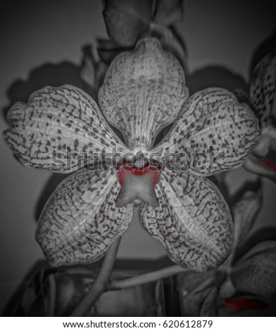 An artistically manipulated photograph of a Vanda Orchid Flower. This photo was taken in Brisbane, Australia.  