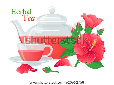 A set of glass teapot with herbal tea crocade or hibiscus, cups and saucer, leaves and flowers of hibiscus with buds. Color vector isolated.