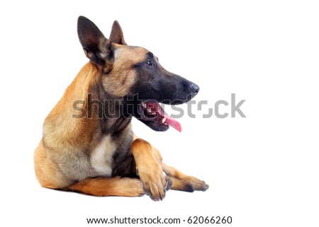 belgian shepherd dog isolated on white background