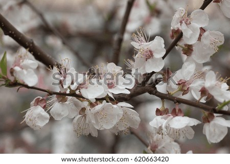Blossom apricot tree branch