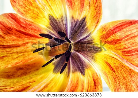 Pistil and stamens of a blossoming tulip