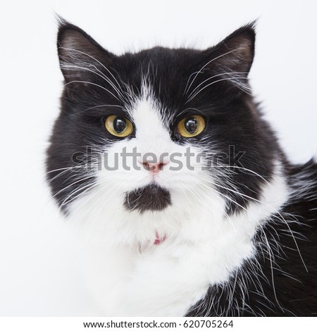 black white cat with yellow eyes