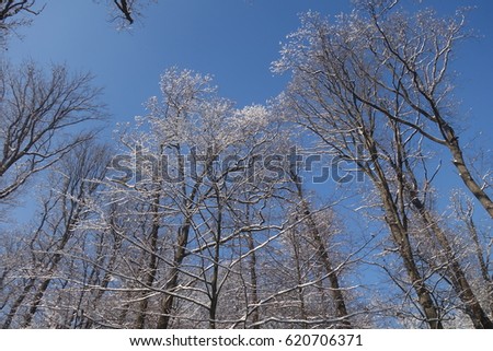 Forest in the snow in winter. Transcarpathia, Ukraine.
