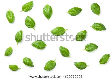 Basil leaves isolated on white background. Top view. Flat lay Royalty-Free Stock Photo #620712203