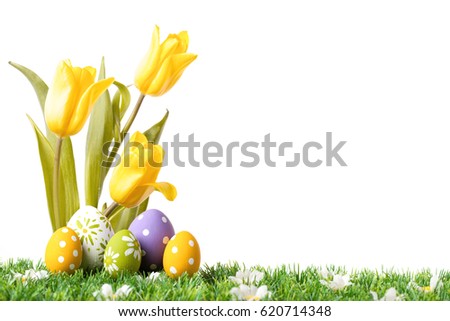Easter eggs hiding in the grass with tulips isolated on white