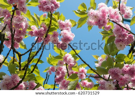 Spring flowering tree against clear blue sky without clouds. Colorful tender pink bloom and fresh green leaves. Natural  design background texture with space for text.