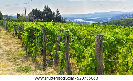 Vineyard in Rhone valley Southern France Royalty-Free Stock Photo #620735063