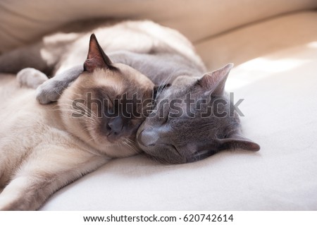 Friendship between two cats, brothers and friend