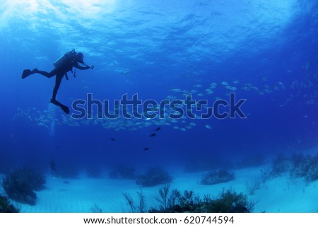 A diver taking pictures of horse eyed jacks