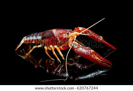 Crayfish Procambarus Clarkii Ghost on black background