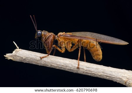 mantidfly isolated on black background. Mantid lacewings resting on stick